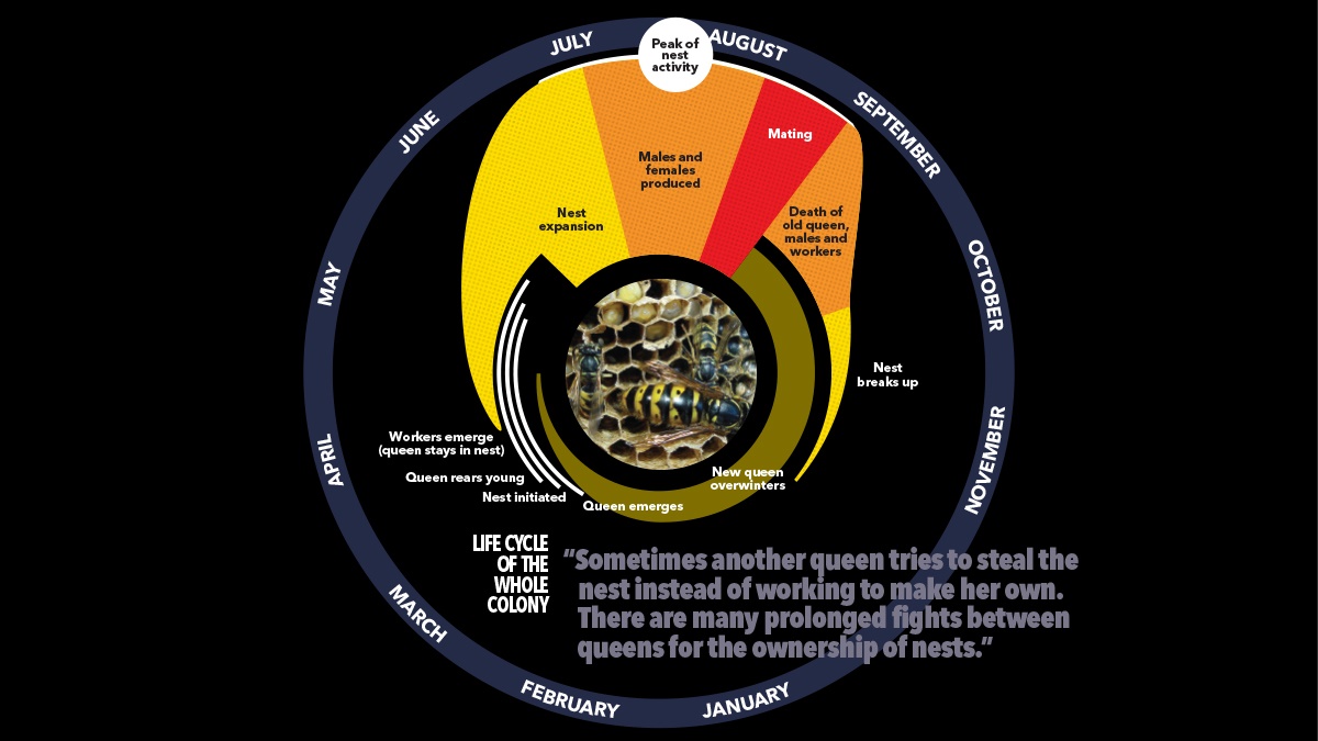 wasp season cycle wasp season cycle
